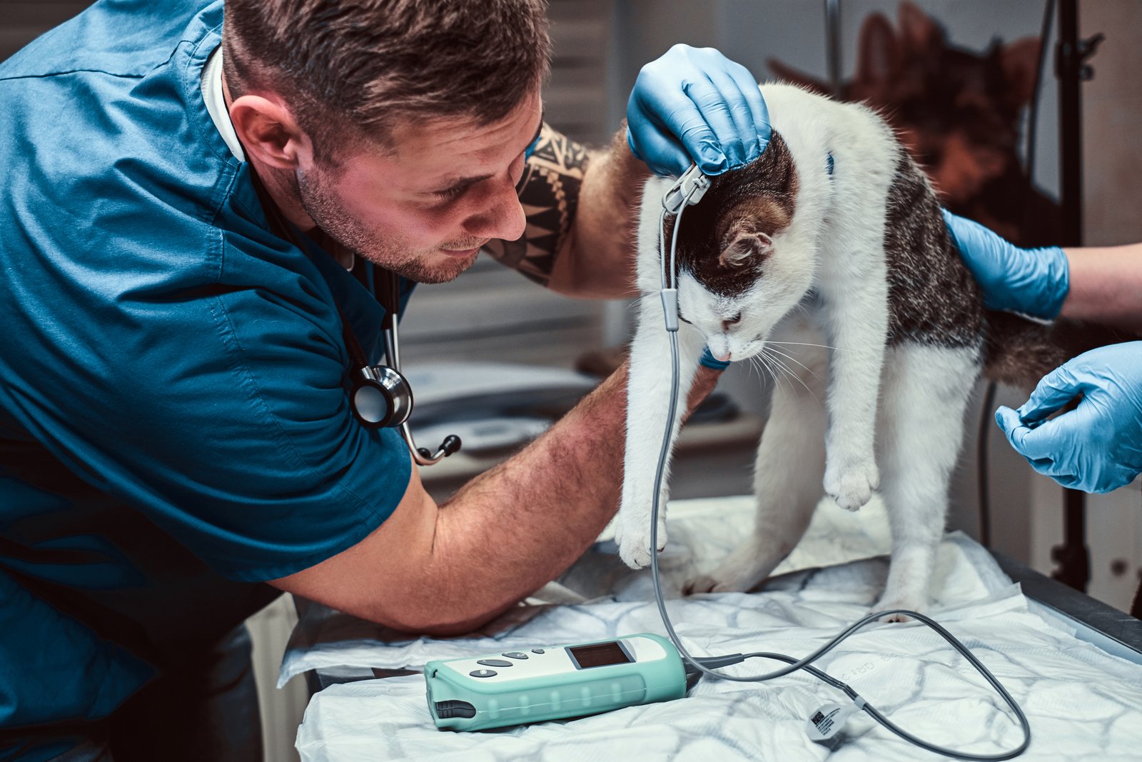 Pet Check-up