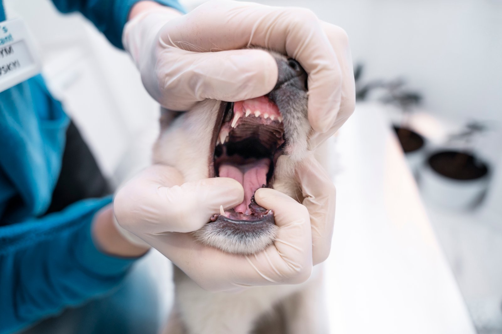 Dental Care